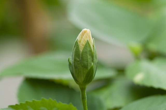 Free download Hibiscus Bud Plant -  free photo or picture to be edited with GIMP online image editor