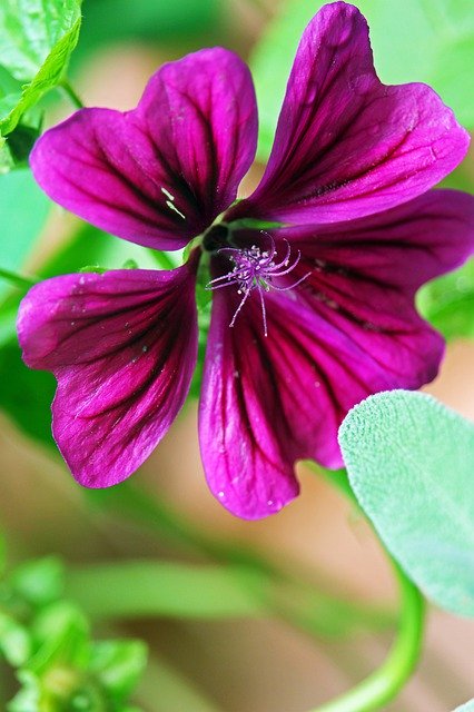 Free download Hibiscus Bush Summer -  free photo or picture to be edited with GIMP online image editor