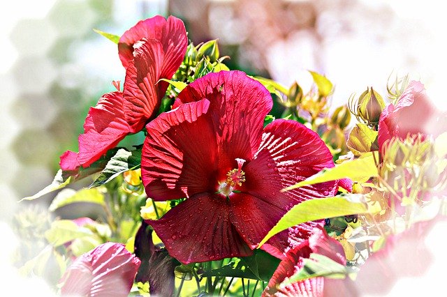 Free download Hibiscus Dinner Plate -  free photo or picture to be edited with GIMP online image editor