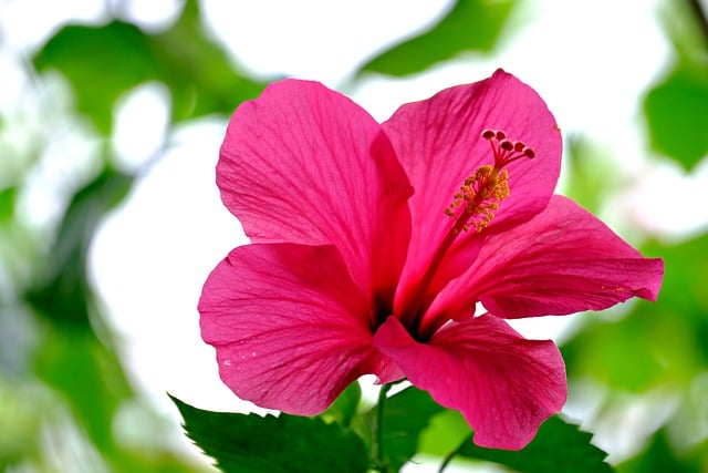 Free download hibiscus flora flower botany bloom free picture to be edited with GIMP free online image editor