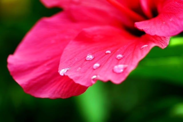 Free download hibiscus flora flower nature free picture to be edited with GIMP free online image editor