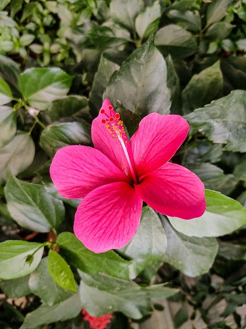 تنزيل Hibiscus Flower Beauty مجانًا - صورة مجانية أو صورة مجانية ليتم تحريرها باستخدام محرر الصور عبر الإنترنت GIMP
