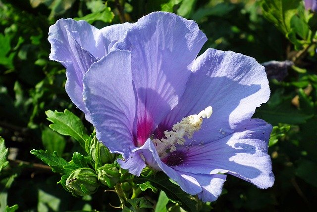 Free download Hibiscus Flower Blue -  free photo or picture to be edited with GIMP online image editor