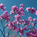 Hibiscus flower branches  screen for extension Chrome web store in OffiDocs Chromium