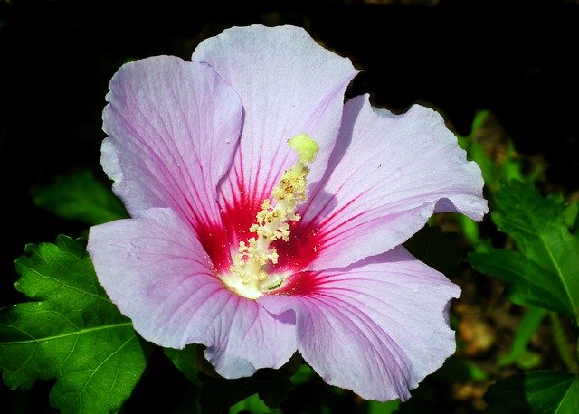 Free download Hibiscus Flower Colored -  free photo or picture to be edited with GIMP online image editor