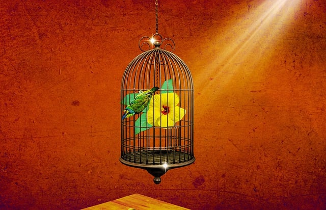 Free download hibiscus flower colorful bird free picture to be edited with GIMP free online image editor
