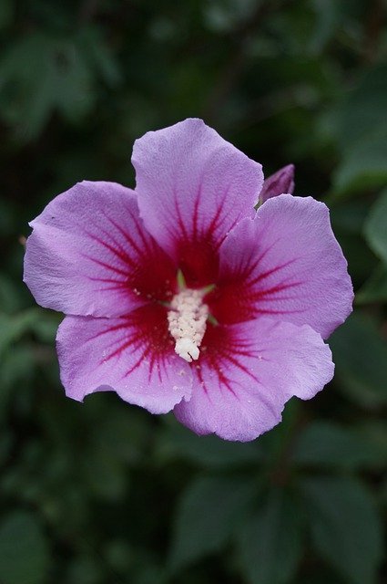 Free download Hibiscus Flower Floral -  free photo or picture to be edited with GIMP online image editor