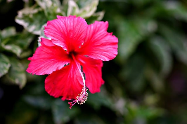 Free download hibiscus flower flora nature free picture to be edited with GIMP free online image editor
