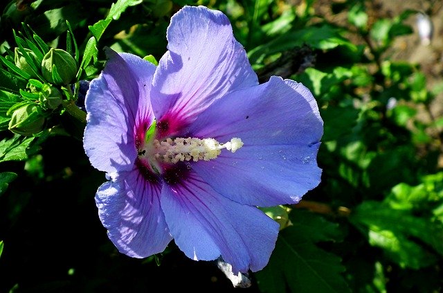 Unduh gratis Hibiscus Flower Garden - foto atau gambar gratis untuk diedit dengan editor gambar online GIMP