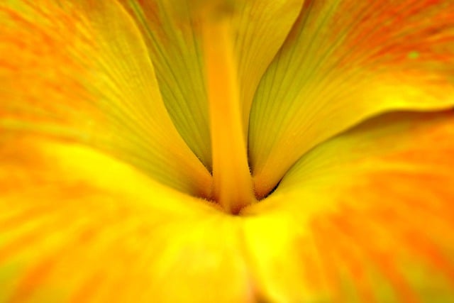 Scarica gratuitamente l'immagine gratuita di macro di fiori di ibisco giallo da modificare con l'editor di immagini online gratuito GIMP