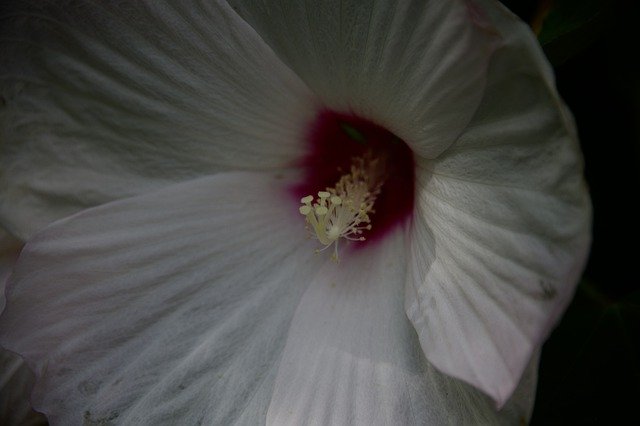 Free download Hibiscus Flower Petal -  free photo or picture to be edited with GIMP online image editor