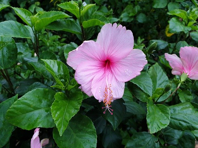 Descarga gratuita Hibiscus Flower Pink: foto o imagen gratuita para editar con el editor de imágenes en línea GIMP