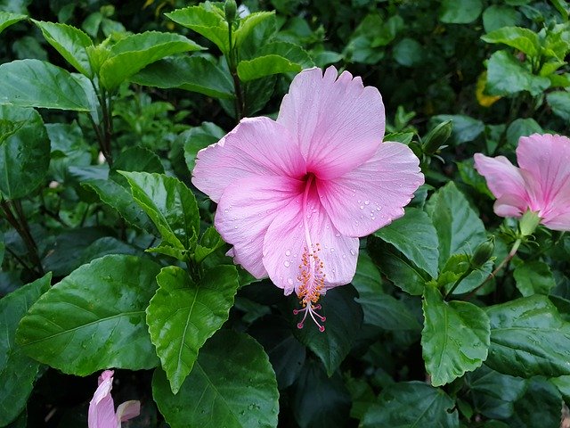 免费下载 Hibiscus Flower Pink - 可使用 GIMP 在线图像编辑器编辑的免费照片或图片