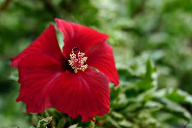 Free download hibiscus flower pistil pollen free picture to be edited with GIMP free online image editor