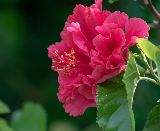 Free download hibiscus flower plant bloom free picture to be edited with GIMP free online image editor