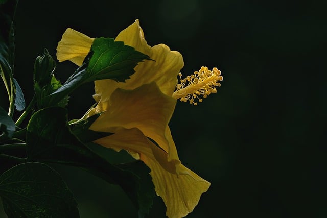 Free download hibiscus flower plant petals free picture to be edited with GIMP free online image editor