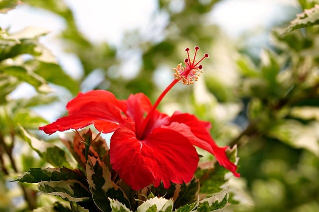 Unduh gratis tanaman bunga kembang sepatu gambar bunga merah gratis untuk diedit dengan editor gambar online gratis GIMP