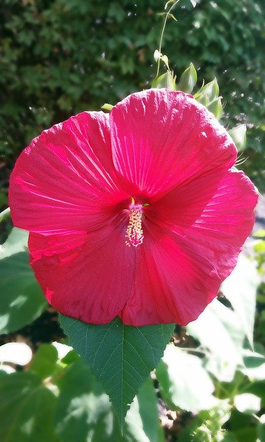 Free download Hibiscus Flower Plant Rose -  free illustration to be edited with GIMP free online image editor
