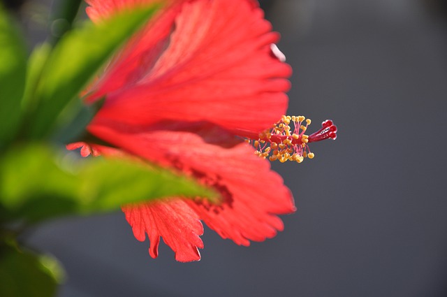 Free download hibiscus flower red flower pistil free picture to be edited with GIMP free online image editor