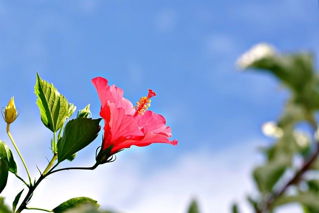 Kostenloser Download Hibiskusblüte roter Hibiskus Kostenloses Bild zur Bearbeitung mit dem kostenlosen Online-Bildeditor GIMP