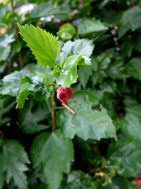 Descărcare gratuită Hibiscus Flowers Flower Tree - fotografie sau imagini gratuite pentru a fi editate cu editorul de imagini online GIMP