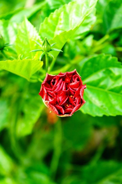 Безкоштовно завантажити Квіти Гібіскуса Nature Plant - безкоштовне фото або зображення для редагування за допомогою онлайн-редактора зображень GIMP