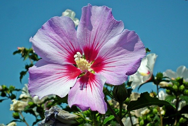 Hibiscus Flowers Syriacus -  GIMP online editor free Free download Hibiscus Flowers Syriacus -  free photo or picture to be edited with GIMP online image editor