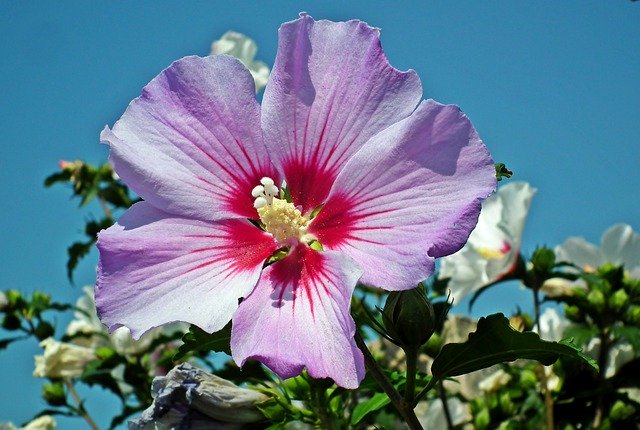 Free picture Hibiscus Flowers Syriacus -  to be edited by GIMP free image editor by OffiDocs