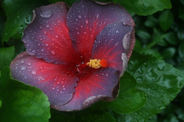 Téléchargement gratuit Hibiscus Flower Tropical Exotic - photo ou image gratuite à éditer avec l'éditeur d'images en ligne GIMP