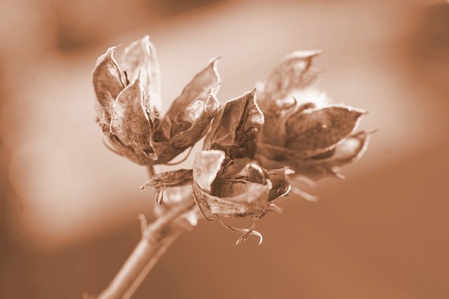 Free download hibiscus flower withered seeds free picture to be edited with GIMP free online image editor