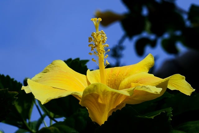 Free download hibiscus flower yellow flower free picture to be edited with GIMP free online image editor