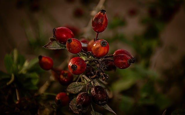 Free download hibiscus fruits harvest organic free picture to be edited with GIMP free online image editor