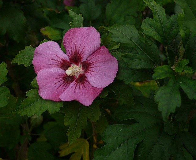 Free download Hibiscus Garden Pink -  free photo or picture to be edited with GIMP online image editor