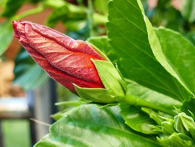 Безкоштовно завантажте Hibiscus Garden Red - безкоштовне фото або зображення для редагування за допомогою онлайн-редактора зображень GIMP