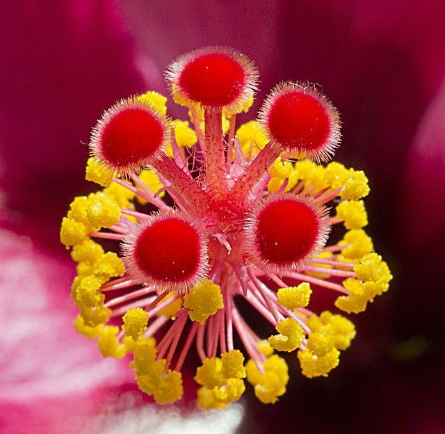 Free download Hibiscus Pestle Flower -  free photo or picture to be edited with GIMP online image editor