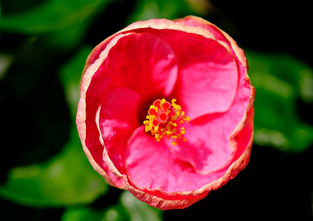 Free download hibiscus pink flower bloom flower free picture to be edited with GIMP free online image editor