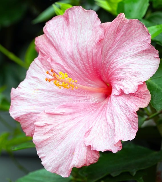 Free download hibiscus pink hibiscus pink flower free picture to be edited with GIMP free online image editor