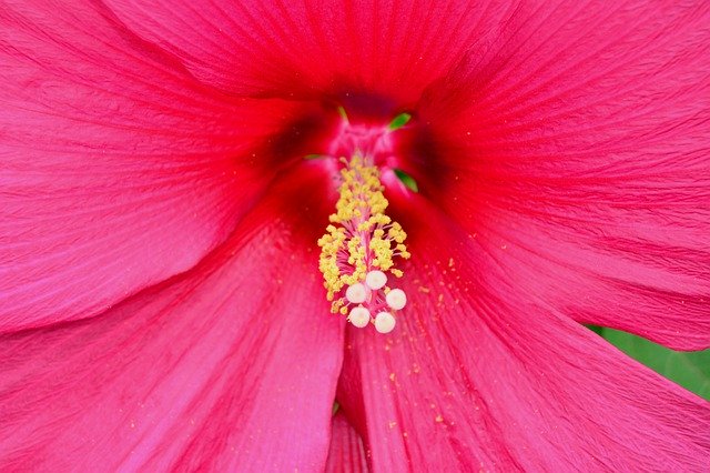Free download Hibiscus Pink Neon -  free photo or picture to be edited with GIMP online image editor
