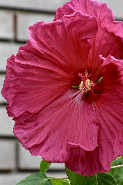 Free download Hibiscus Pink Red -  free photo or picture to be edited with GIMP online image editor