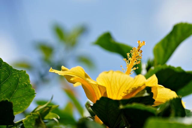 Free download hibiscus pistil flower free picture to be edited with GIMP free online image editor