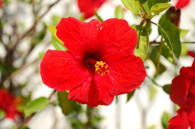 Free download hibiscus red flower flower petals free picture to be edited with GIMP free online image editor