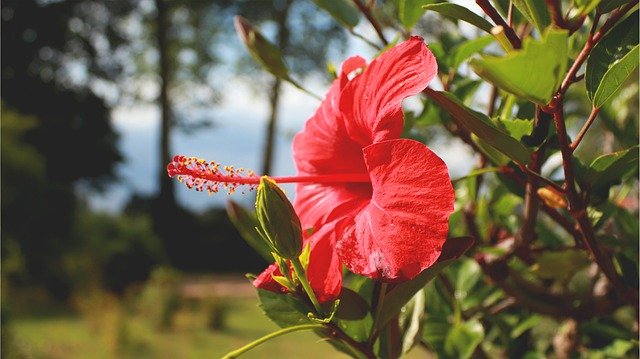 Download gratuito Hibiscus Red Flower Plant - foto o immagine gratuita da modificare con l'editor di immagini online di GIMP