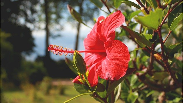 ดาวน์โหลดฟรี Hibiscus Red Flower Plant - รูปถ่ายหรือรูปภาพฟรีที่จะแก้ไขด้วยโปรแกรมแก้ไขรูปภาพออนไลน์ GIMP