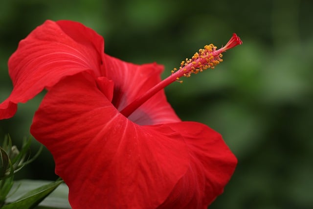 Kostenloser Download Hibiskus rote Blume Pflanze Blume kostenloses Bild, das mit dem kostenlosen Online-Bildeditor GIMP bearbeitet werden kann