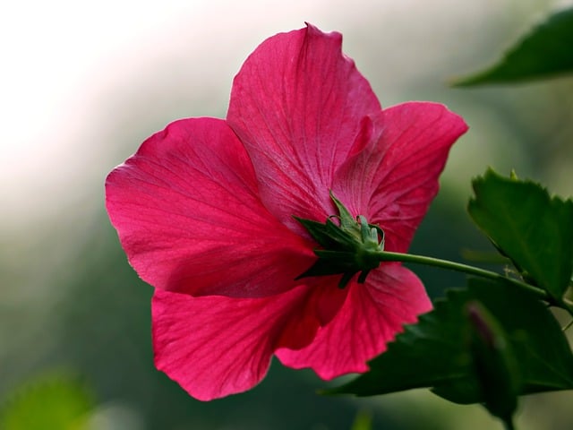 Free graphic hibiscus red hibiscus red flower to be edited by GIMP free image editor by OffiDocs