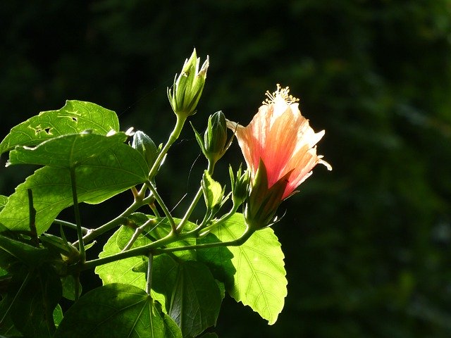 Free download Hibiscus Rosa Sinensis Red -  free photo or picture to be edited with GIMP online image editor