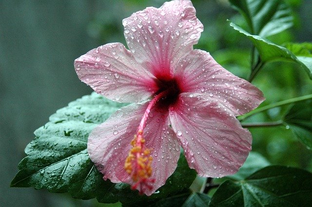 Free download Hibiscus Rose Of China Flower -  free photo or picture to be edited with GIMP online image editor