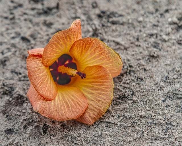 Free download hibiscus rotten flowers sandy beach free picture to be edited with GIMP free online image editor
