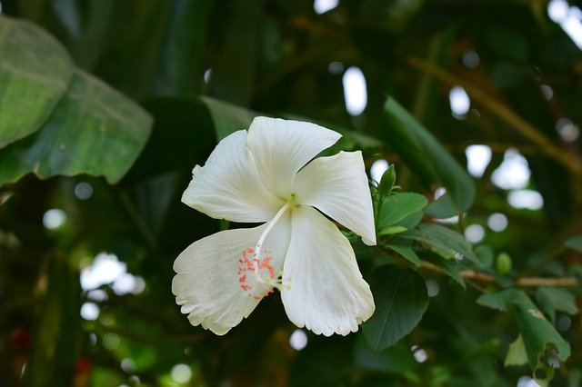 Free download Hibiscus Shoe Flower White -  free photo or picture to be edited with GIMP online image editor