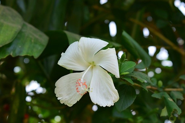 무료 다운로드 Hibiscus Shoe Flower White - 무료 사진 또는 김프 온라인 이미지 편집기로 편집할 수 있는 사진